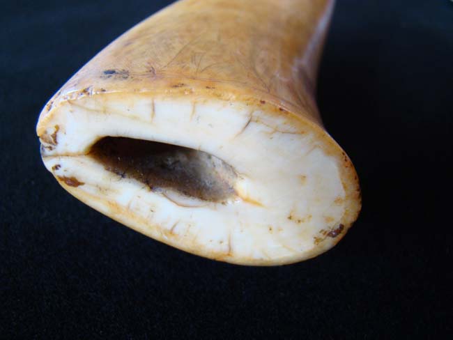 A 19th century Whale's Tooth with faint traces of early scriming. — image 3
